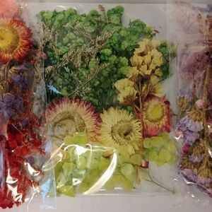 Pressed Dried Flowers Dry for Resin Crafts Red Purple Green Scrapbooking Wedding